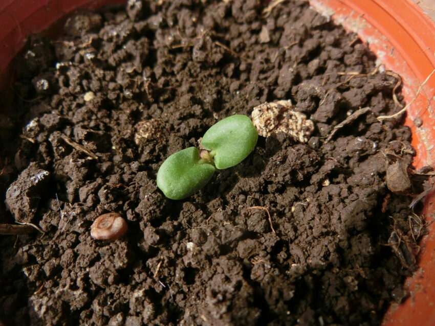 Jurema (Mimosa hostilis syn. tenuiflora)