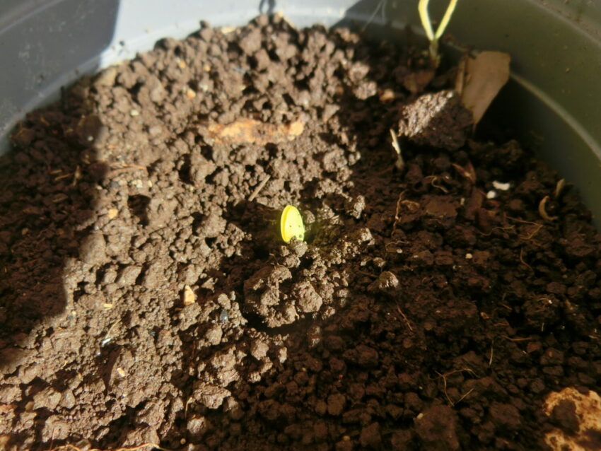 Jurema (Mimosa hostilis syn. tenuiflora)