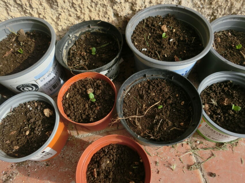 Jurema (Mimosa hostilis syn. tenuiflora)