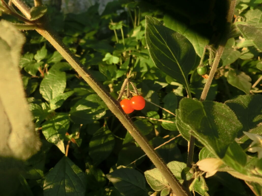 SOLANUM, UN’ALTRO GENERE ATROPINICO?