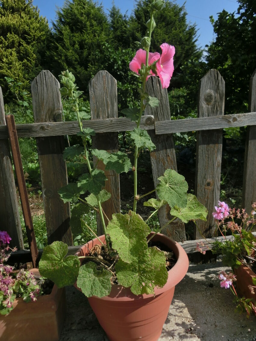Malvarosa (Alcea rosea)