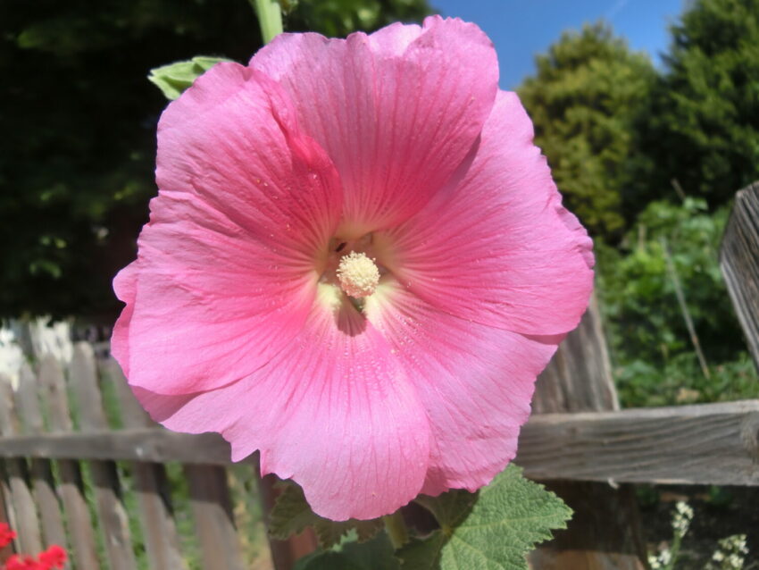 Malvarosa (Alcea rosea)