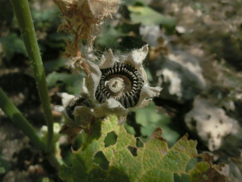 Malvarosa (Alcea rosea)