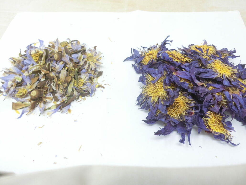 Immagine comparativa tra Nymphaea caerulea (a sinistra) e N. nouchali (a destra)