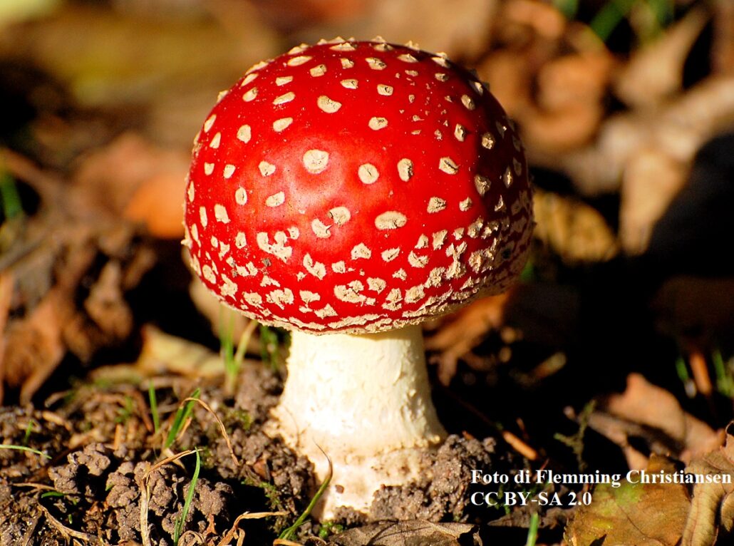 Amanita muscaria, fungo immaturo con cappello chiuso, quando il livello di muscimolo è al massimo
