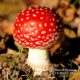 Amanita muscaria, fungo immaturo con cappello chiuso, quando il livello di muscimolo è al massimo