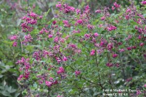 Lespedeza e lespedamina