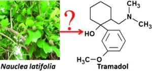 Il tramadolo è un alcaloide naturale?