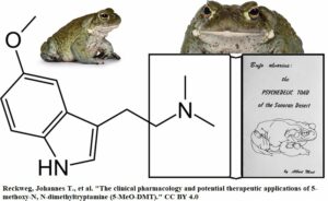Bufo alvarius, l’abuso di un rospo in nome della “spiritualità”.