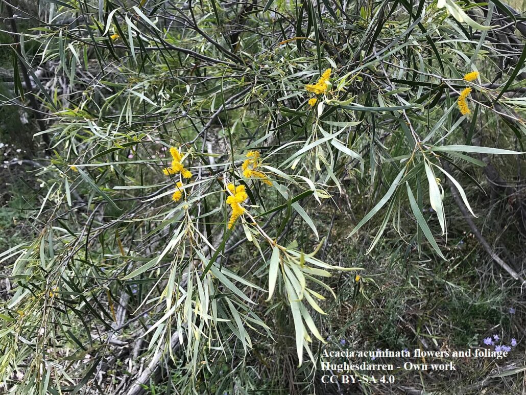 Acacia acuminata in fiore allo stato selvatico