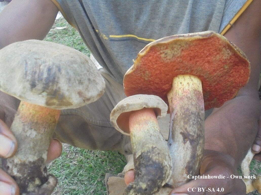 Boletus manicus, una specie di Papua Nuova Guinea associata alla alla "Mushroom madness"