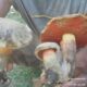 Boletus manicus, una specie di Papua Nuova Guinea associata alla alla "Mushroom madness"