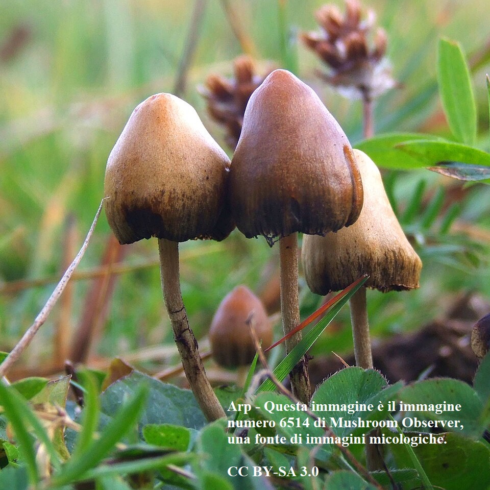 La chimica delle specie Psilocybe comprende anche diversi alcaloidi secondari ed altri composti, in foto P. semilanceata