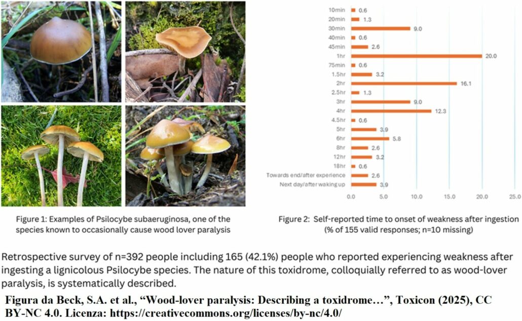 Wood lover paralysis: esempi di funghi lignicoli (P. subaeruginosa) ed onset dei sintomi
