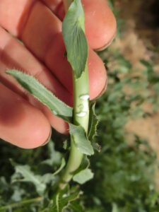 Il “mistero” del lactucarium delirogeno