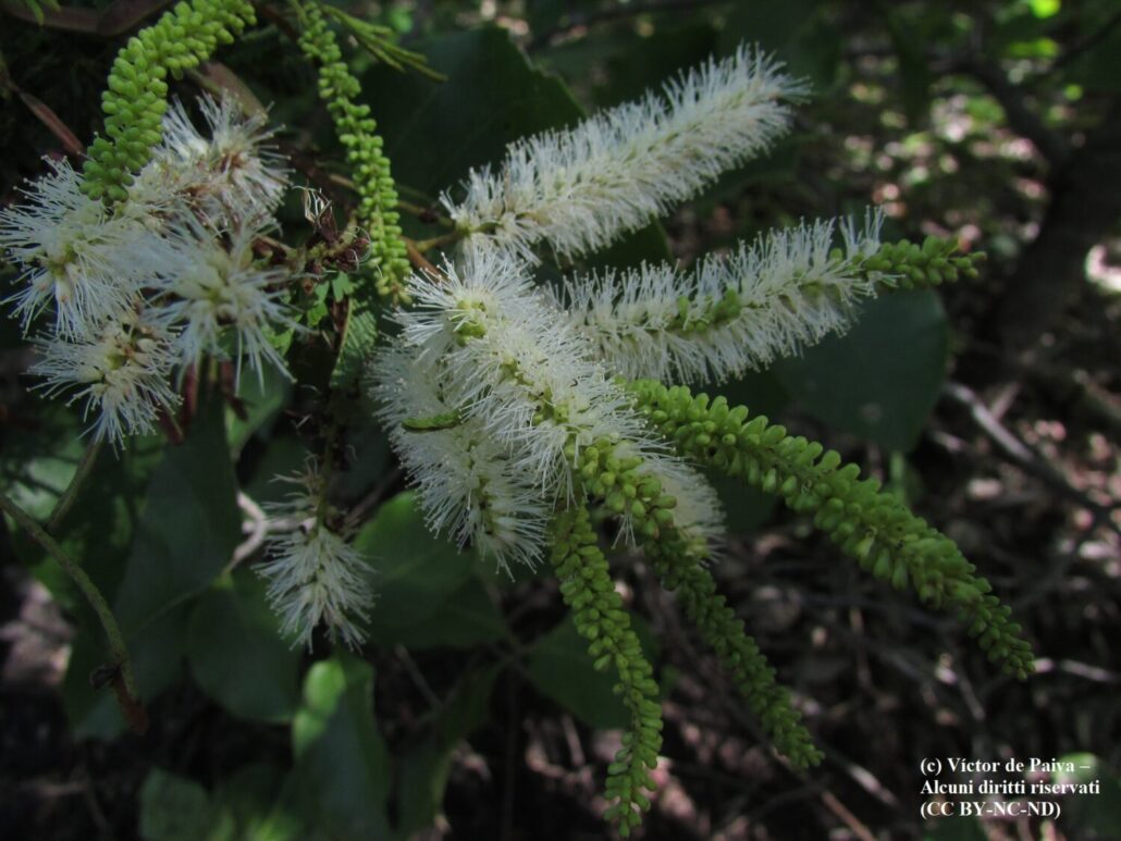 Infiorescenza di Mimosa ophthalmocentra, una specie endemica del Brasile vicina a M. hostilis