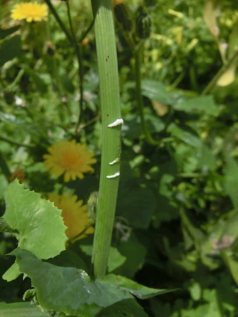 Sonchus oleraceus secerne un lattice quando viene inciso analogamente a Lactuca serriola