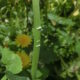 Sonchus oleraceus secerne un lattice quando viene inciso analogamente a Lactuca serriola