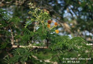 Acacia nilotica, tra mito e realtà