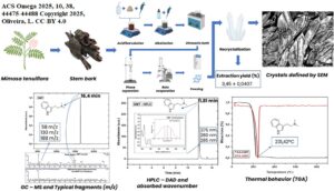 Mimosa hostilis: corteccia di radice e di fusto